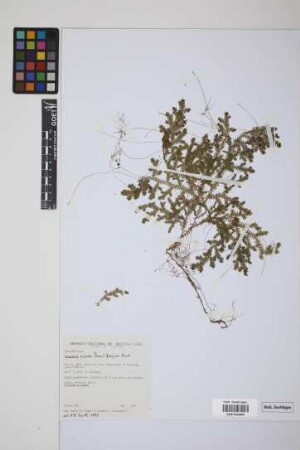 Selaginella sulcata (Desv.) Spring ex Mart.