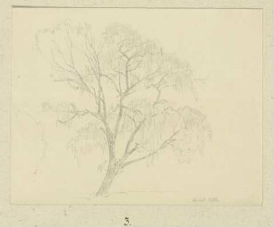 Baum