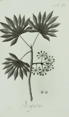 Noronha: Icones plantarum javanicarum "Pangan"