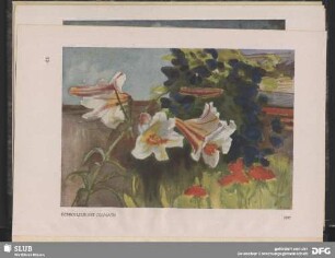 Königslilie mit Clematis