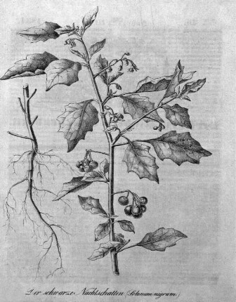 Der schwarze Nachtschatten (Solanum nigrum]