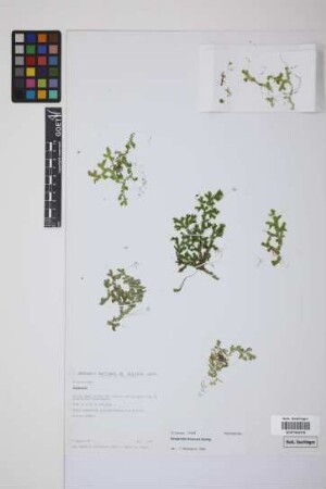 Selaginella flexuosa Spring