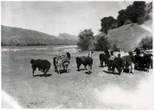 Lamas von der Puna holen Mais aus dem Tal des Río San Juan del Oro, wohin sie Salz gebracht haben