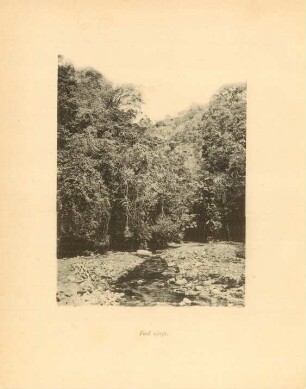 Forêt vierge