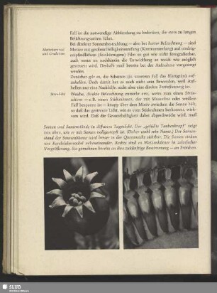 Samenstand der Sonnenblume, Helianthus annuus