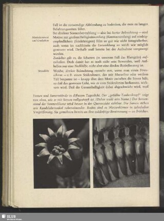 Samenstand der Sonnenblume, Helianthus annuus