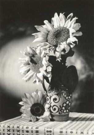 Sonnenblumen (Helianthus annuus) in einer Vase