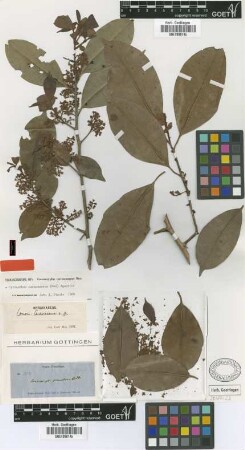 Conomorpha caracasana Mez [isolectotype]