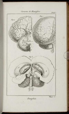 Pl. XVI. [bis] Pl. XXXI.