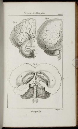 Pl. XVI. [bis] Pl. XXXI.