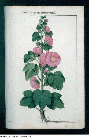 Leibfarbene einfache winter rosen, Seite 172
