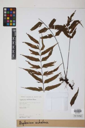 Asplenium achalense Hieron.