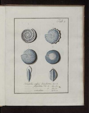 Tab. 5. Nautilus.