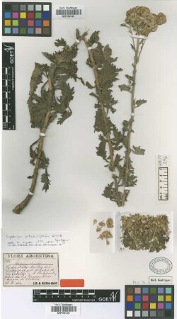 Eupatorium artemisiifolium Griseb. [syntype]