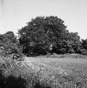 Bunsberg mit Baumbestand: vorn Weide und Gesträuch