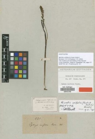 Microtis unifolia (G.Forst.) Rchb.f. [isotype]