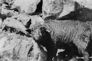 Widder : Widder in den Alpen.