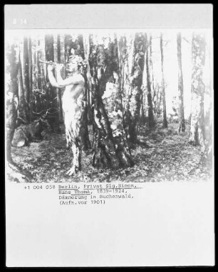 Dämmerung im Buchenwald