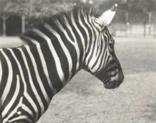 Dresden, Zoologischer Garten, Grantzebra. Steppenzebra (Equus quagga) oder Pferdezebra