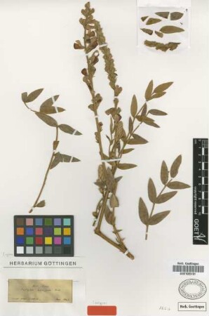 Onobrychis hypargyrea Boiss. [isotype]