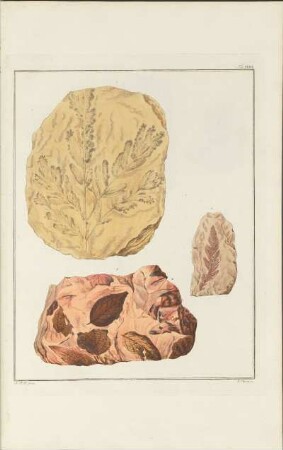 Tab. XXXVI.