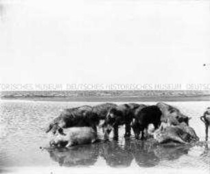 Wildschweine am Strand
