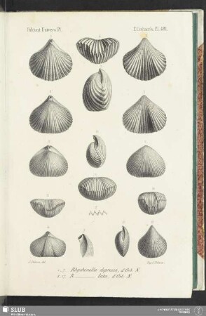 Pl. 491
