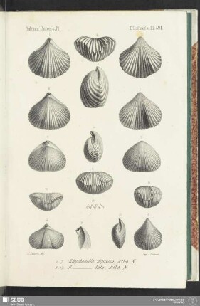 Pl. 491