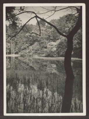 Donoperteich. Detmold, Hiddesen
