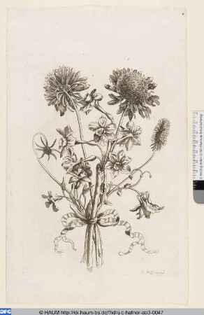 Blume