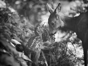 Rehe. Ricke mit Kitzen