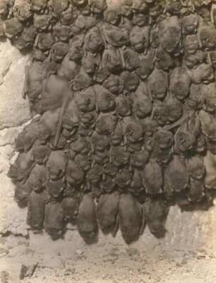 Frühfliegende Fledermaus (Nyctalus noctula). Im Altarvorbau der Frauenkirche zu Dresden. Ruhende Gesellschaft