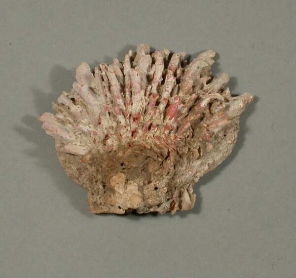 Spondylus shell