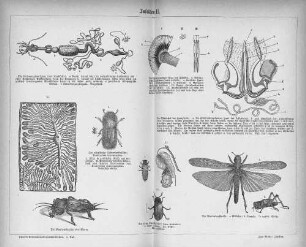 Insekten II.