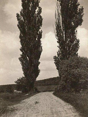 Oberlausitz. Pappeln (Populus) bei Eutrich