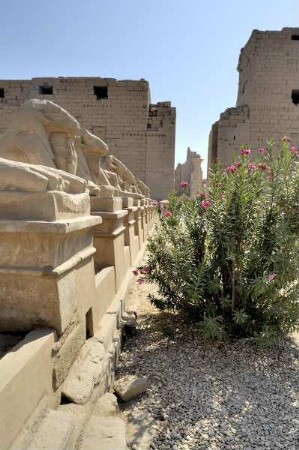Amun-Tempel Ramses III. — Widderallee