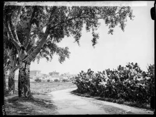 Korfu, Straße San Rocco-Korfu