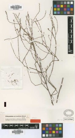 Polygonum argyrocoleon Steud. ex Kunze [isotype]