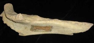 Angenagte Elle eines Wollnashorns