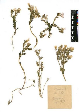 Linaceae Linum pubescens Russ, Georg Philip, geb. 1868 [Jerusalem, Yerushalayim, El Quds, Al-Quds, Al Quds, El Quds Esh Sherif, Al-Muqaddas, Jérusalem, Gerusalemme, Jerusalén, Aelia Capitolina, Colonia Aelia Capitolina, Hierosolyma, Urusalim, Jerusalem]