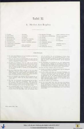 Tafel XI. A. Skelet des Kopfes.