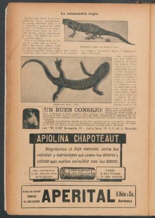 La salamandra negra