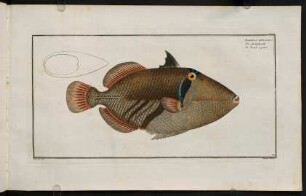CXLIXr, Balistes Aculeatus
