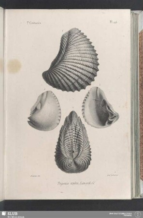 Pl. 296