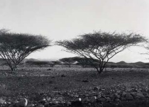 Ebene : Von Bergen begrenzte, nur spärlich bewachsene Ebene im eritreischen Hochland
