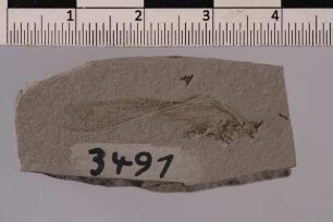 Heuschrecke (Orthoptera)