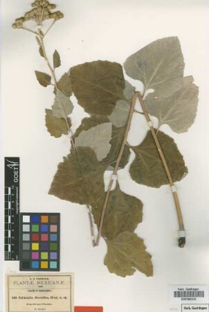 Zaluzania discoidea A.Gray [type]