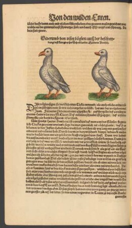 Widerumb von disen vöglen/ auß der beschreybung deß künigreychs Schottlands/ Hectoris Boethii.