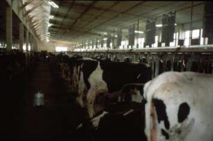 Fotografie: Milchviehhaltung, Stallsystem, Anbindestall, Gitterrost