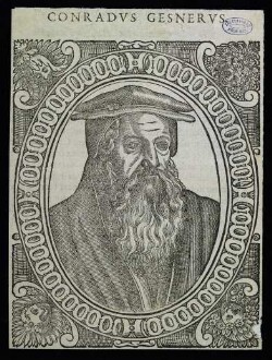 Gesner, Conrad